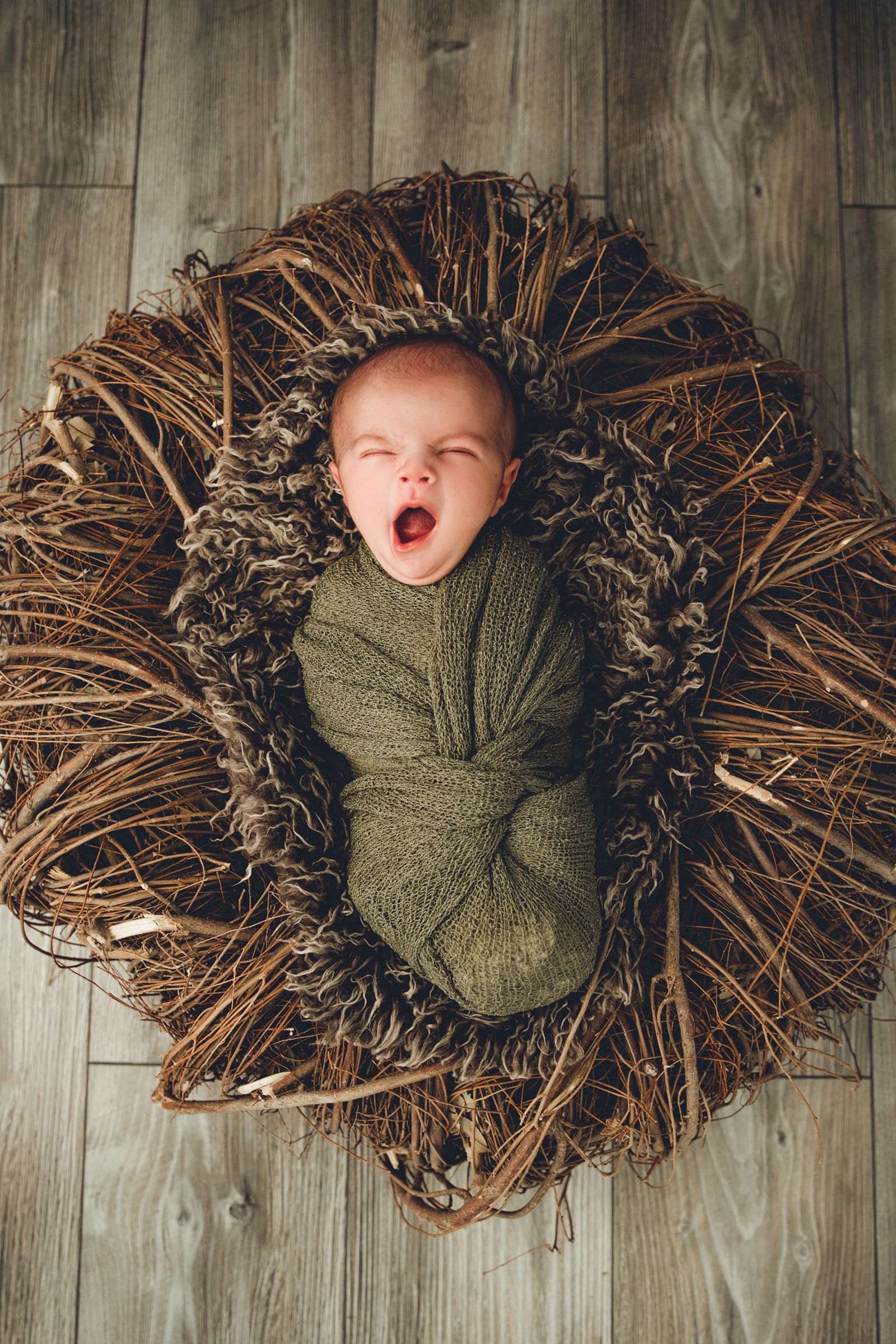 Babyfotos im Nest